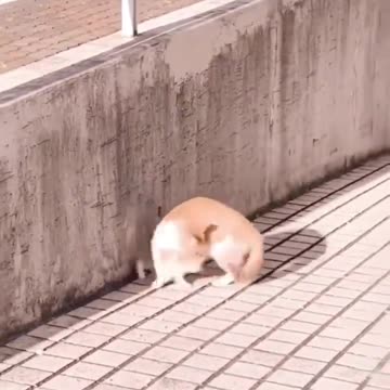 The anxiety of a mother cat who thinks her kitten is lost... ❤️