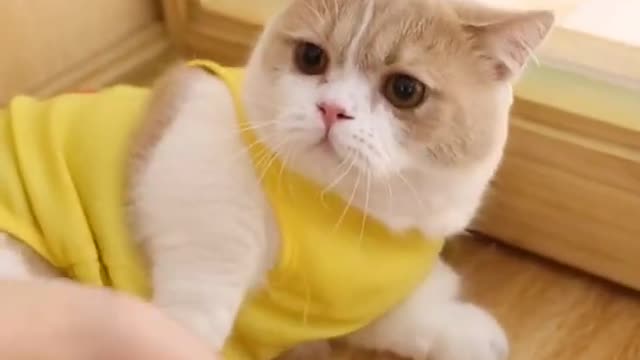 Funniest cats 🙀 don't try to hold back Laughter🤣