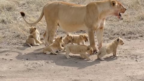 ADORABLE! SIX LION CUBS enjoy their first outdoor adventure (HD 60FPS)