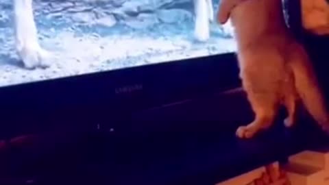 BRAVE CAT DESTROY LION KING😅😅😅 #Shorts #funny #feline #cat #cute #kitten #pets #mustwatch #viral