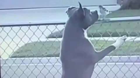 Este perro se come el pobre pajarito