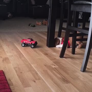 Cachorro se topa con un peleador auto a control remoto