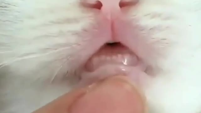 DON'T DISTRUB CATS