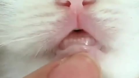 DON'T DISTRUB CATS