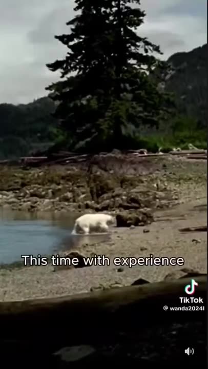 That is one unlucky not a polar bear