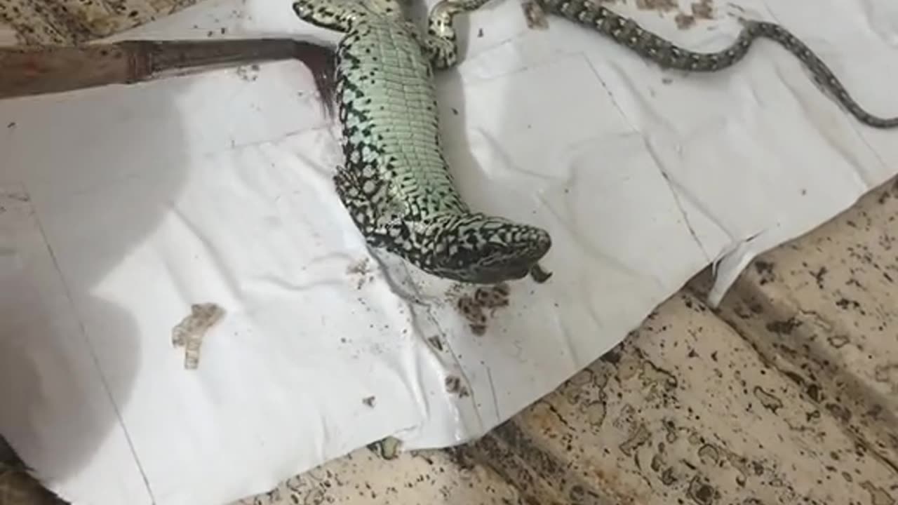 Helping Out a Small Lizard