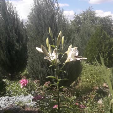 Lily under the clouds