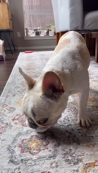 Ultimate Baby Dogs - Cute and Funny Dog Videos Compilation #Shorts