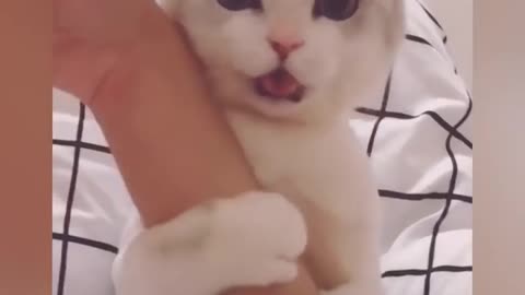 OMG So Cute ♥ Best Funny Cat Videos 2021