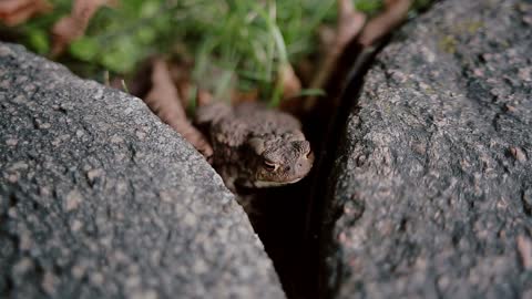 A close-up of a brown frog sitting between two stones