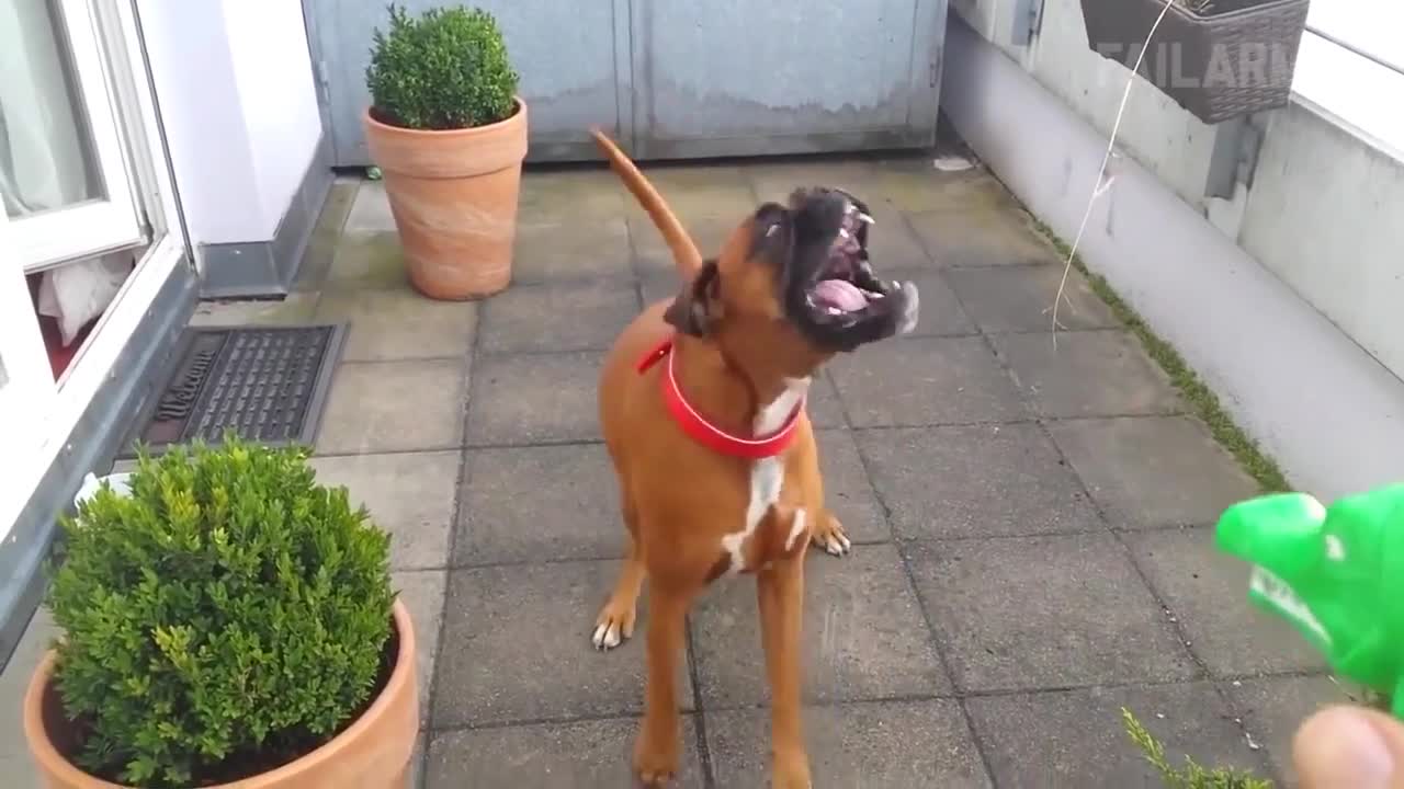 Funny animal fails compilation from failArmy