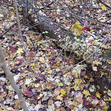 Amazing! A whole tree covered in mushrooms.