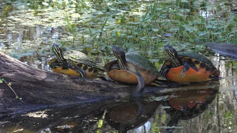 Turtles basking on a log