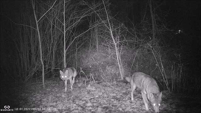 Backyard Trail Cam - Two Coyotes - Wadsworth, OH