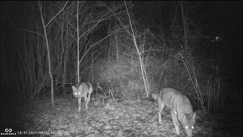 Backyard Trail Cam - Two Coyotes - Wadsworth, OH