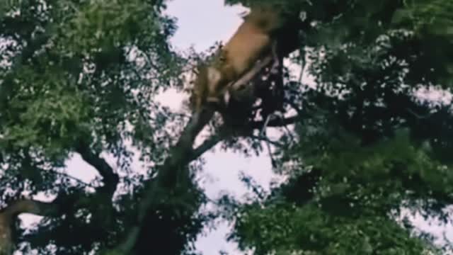 lion and leopard fighting Above the tree
