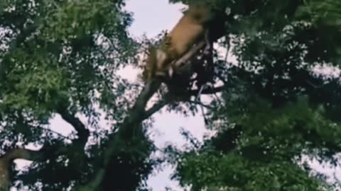 lion and leopard fighting Above the tree