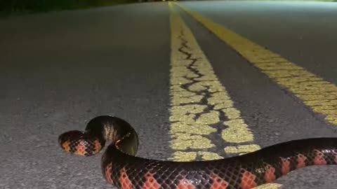 Snake going on main road