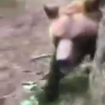 Playing or Hiding From Bear?! #bearlife