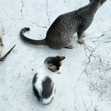 Feral Cat Found With 2 Kitten