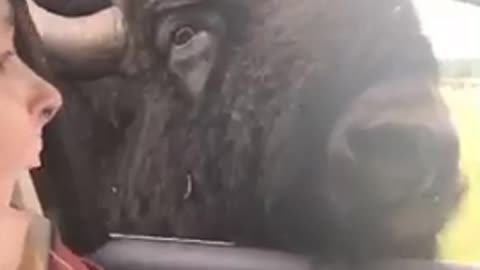 Girl screaming when buffalo eats food of her hand