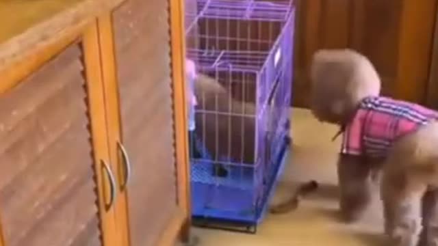 Take a look at these housekeeping skills of this cute dog | puppy | Funny Dog #shorts