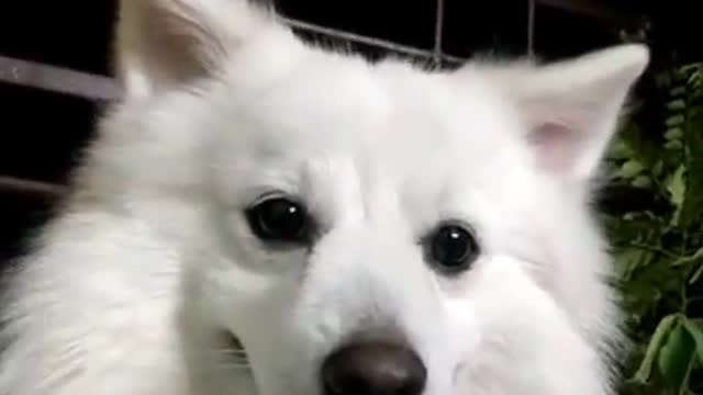 Try Not To Laugh | Just A Cute Little Fluffy White Dog