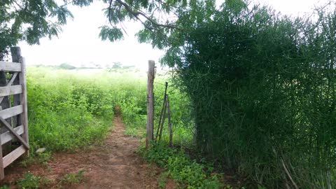 Caatinga