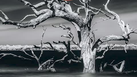 Driftwood Beach