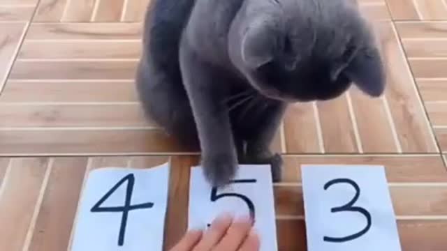 The cat is very smart #shorts