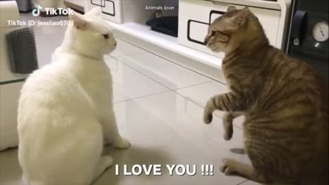 OMG! These Cats Can Speak English! - I'm Cold, I Love You - Cat Language