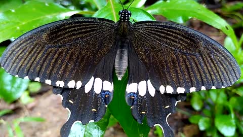 Beautiful butter fly in my garden