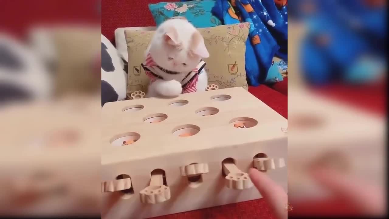 Baby Cats - Cute and Funny Cat Videos Compilation Funniest Animals America 2022