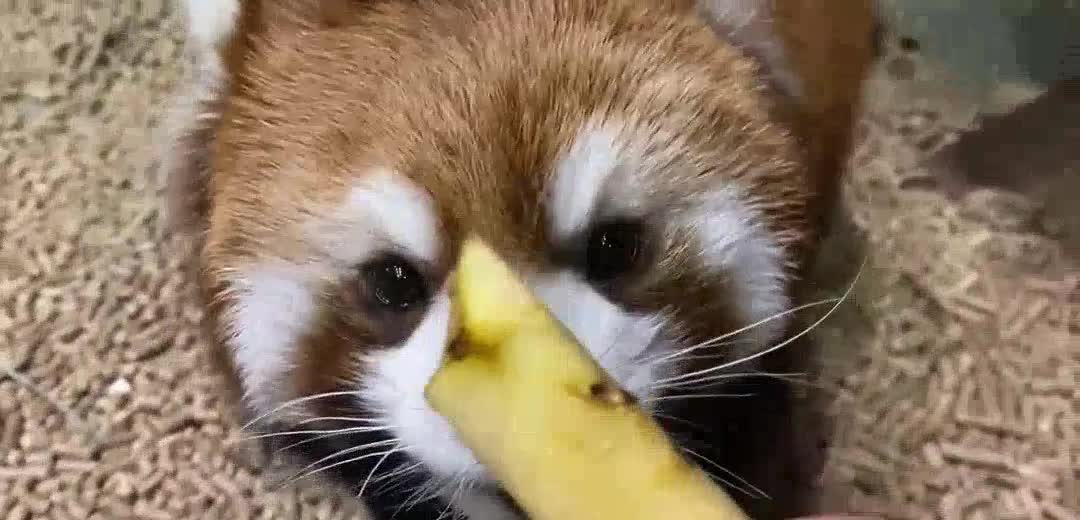 [little panda] two legged animals are confused by melons! However, the little panda was confused whe