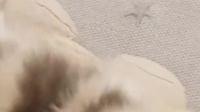 Cute little cat ! #shorts