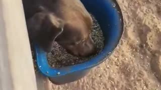 Horse and dog share yummy lunchtime together