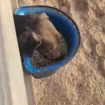 Horse and dog share yummy lunchtime together