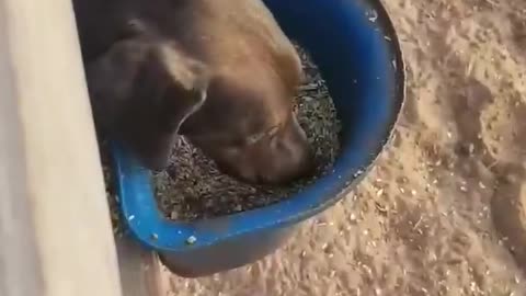 Horse and dog share yummy lunchtime together