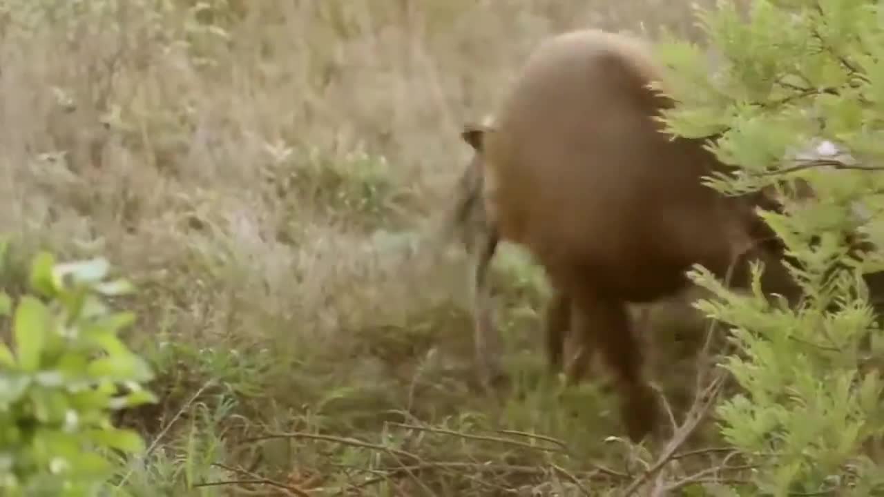 The best attack of wild animals! Lion, buffalo, warthog, deer