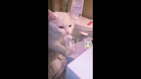 Funny dogs and kittens