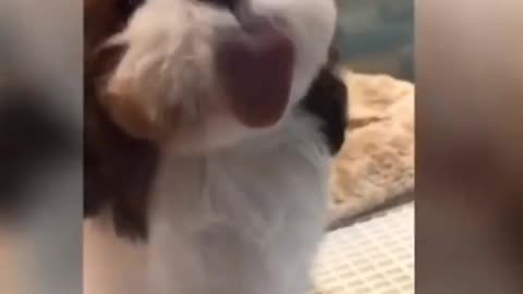 Best Cute and Funny Compilation Cats and Dogs 💕 Funny Pet Videos