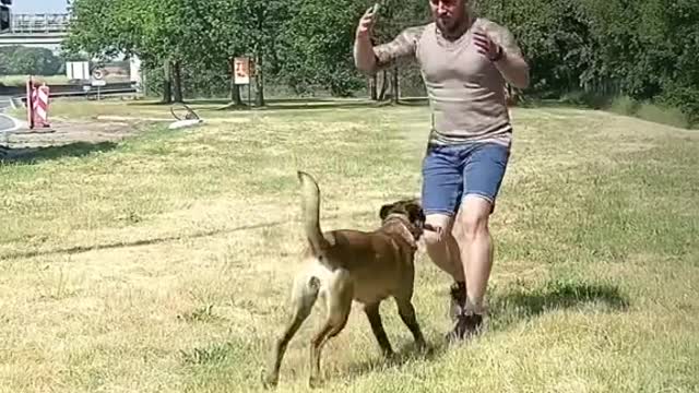 DOG TRAINING #2