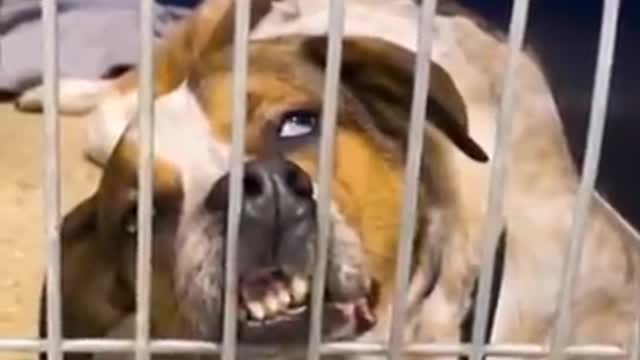 FUNNY ANIMALS | FUNNY CATS | FUNNY DOGS | CUTEST ANIMALS | CUTEST BABY ANIMALS