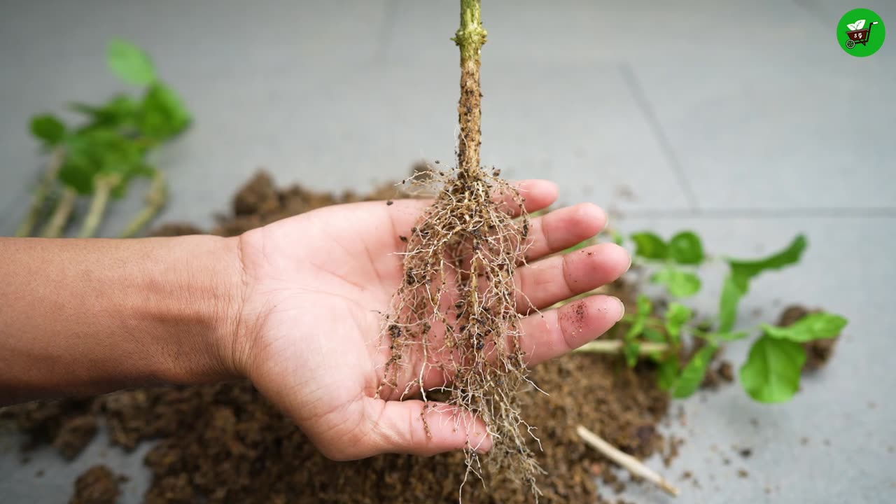 How to grow jasmine plants from cuttings🌼Easy method of growing jasmine from cuttings #mogra_jasmine