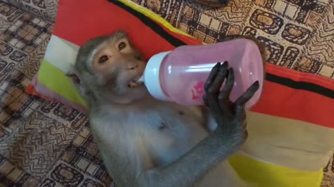 a monkey with a baby bottle