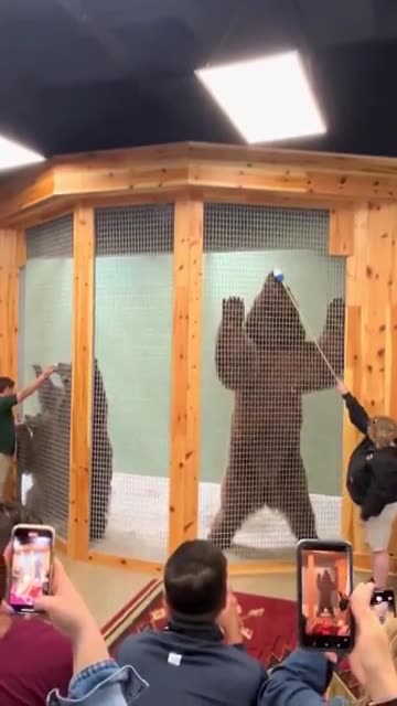 Real life size comparison between a female and male Kodiak bear