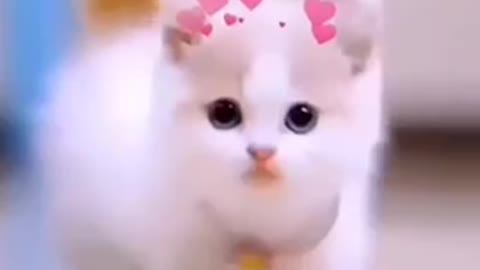 Cat videos🎥