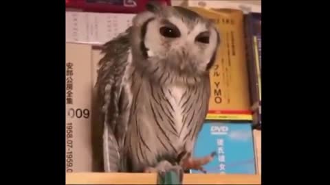 Abdominal muscle collapse! Owls make people like this laugh