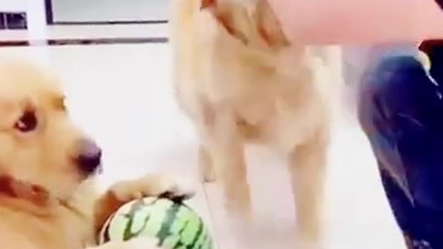 Hilarious dog