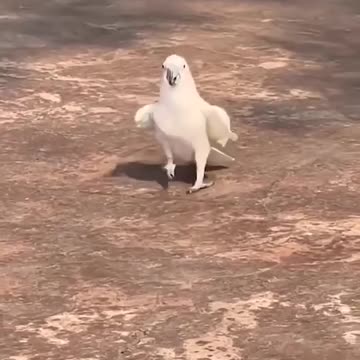 How many times did you watch this